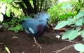 Papiliorama