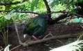 Papiliorama