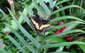 Papiliorama