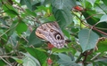 Papiliorama