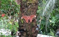 Papiliorama