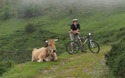 Koe en Mats