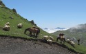 Paarden en schapen