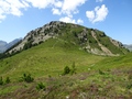 Seehorn