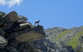 Steenbok