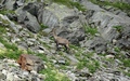 Steenbok
