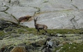 Steenbok