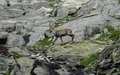 Steenbok