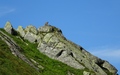 Marmot op wacht