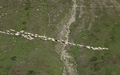 Schapen in het Val da la Duana