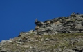 Steenman