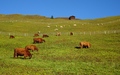 Schapen en koeien