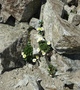 Bloemen