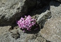Bloemen