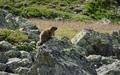 Marmot