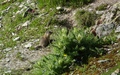 Marmot