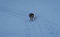 Hond op toer