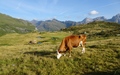 Tamboalp