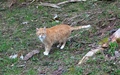 Kat