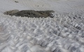 Sneeuwheuveltjes...