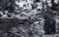 Steenbok