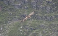 Buizerd