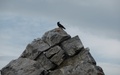 Raaf op de Bockhorn