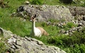 Alpaca