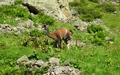 Alpaca