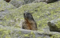 Marmot