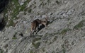 Steenbok