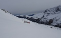 Alp Tscheurig