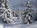 Camaner Wald