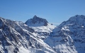 Grauhörner