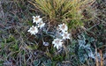 Edelweiss