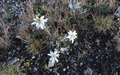 Edelweiss
