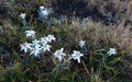 Edelweiss