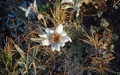 Edelweiss
