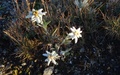 Edelweiss