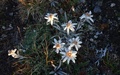 Edelweiss