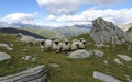Schapen