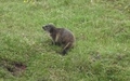 Marmot
