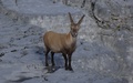 Steenbok