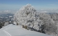 Besneeuwde bomen