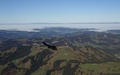 Vogel