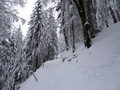Seluner Wald