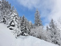 Seluner Wald