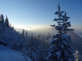 Seluner Wald