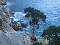 Selvaggio Blu