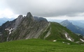 Lauchwis